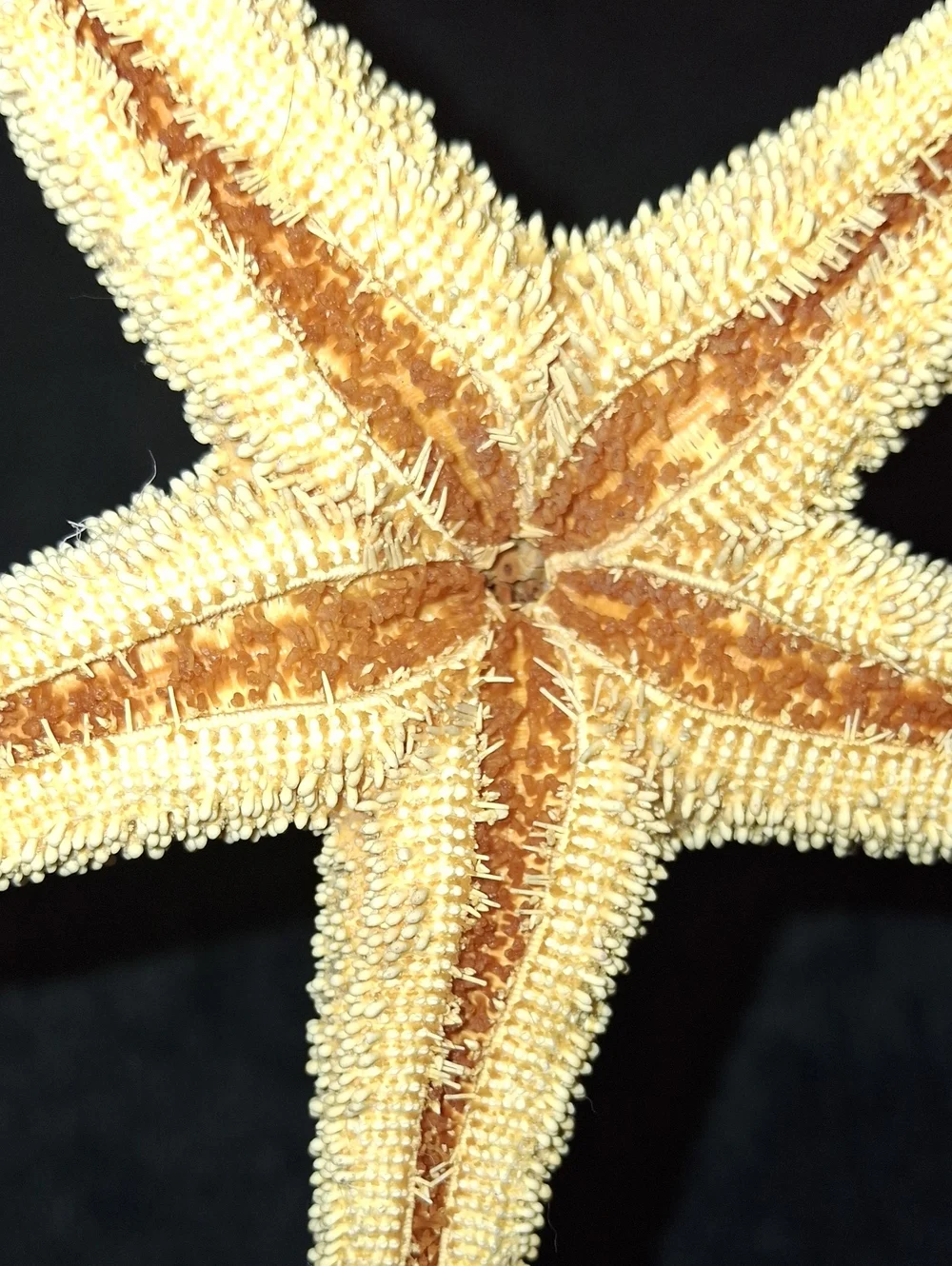Natural Dried Starfish - Sand Beige Coastal Decor